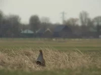 Patrijs [Perdix perdix]